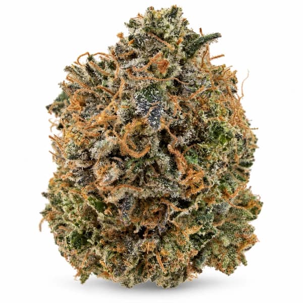 PINK ODYSSEY at Fort York Cannabis