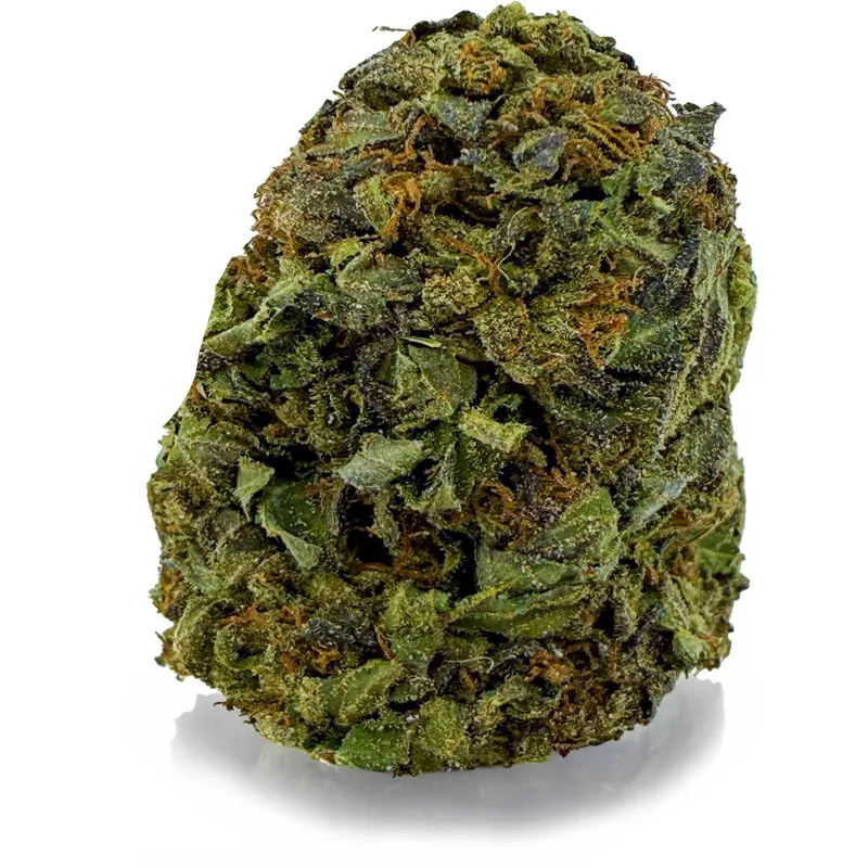 MASTER KUSH at Fort York Cannabis