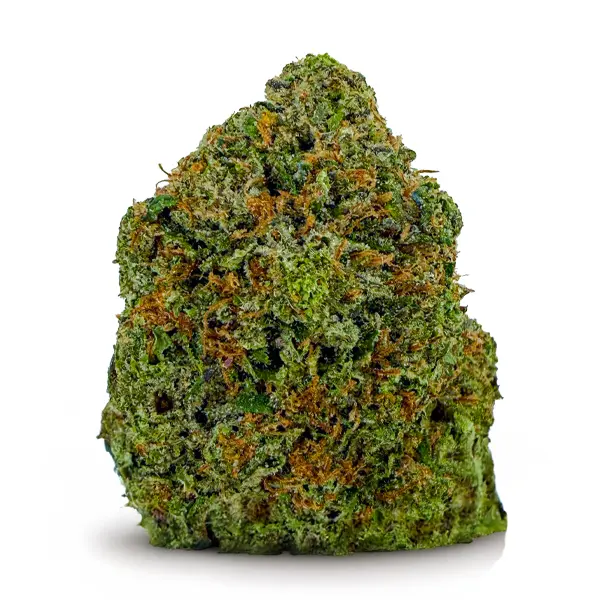 PINK LIZARD at Fort York Cannabis