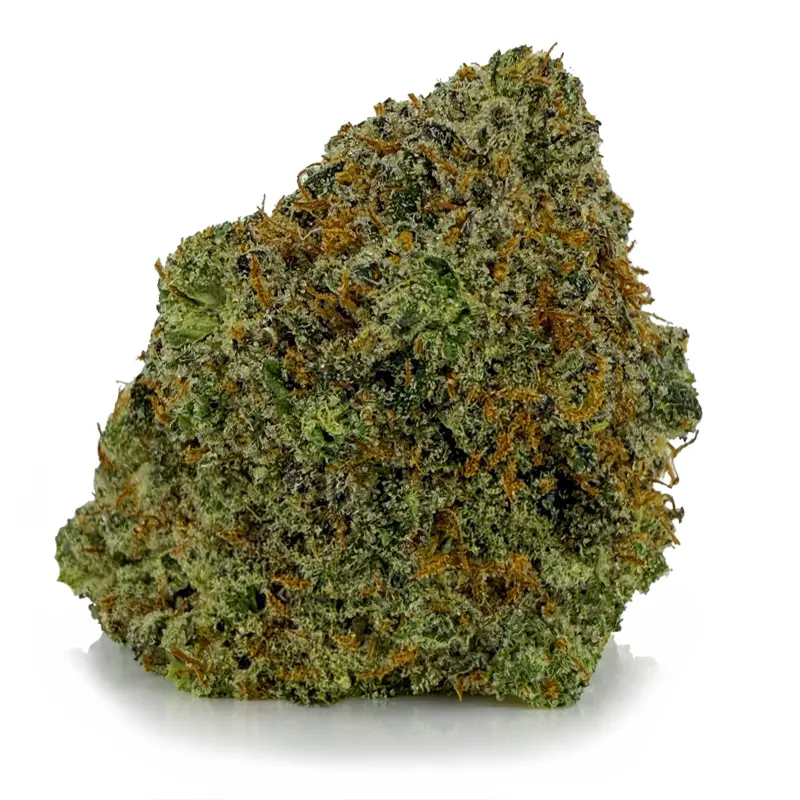 WHITE SHARK at Fort York Cannabis
