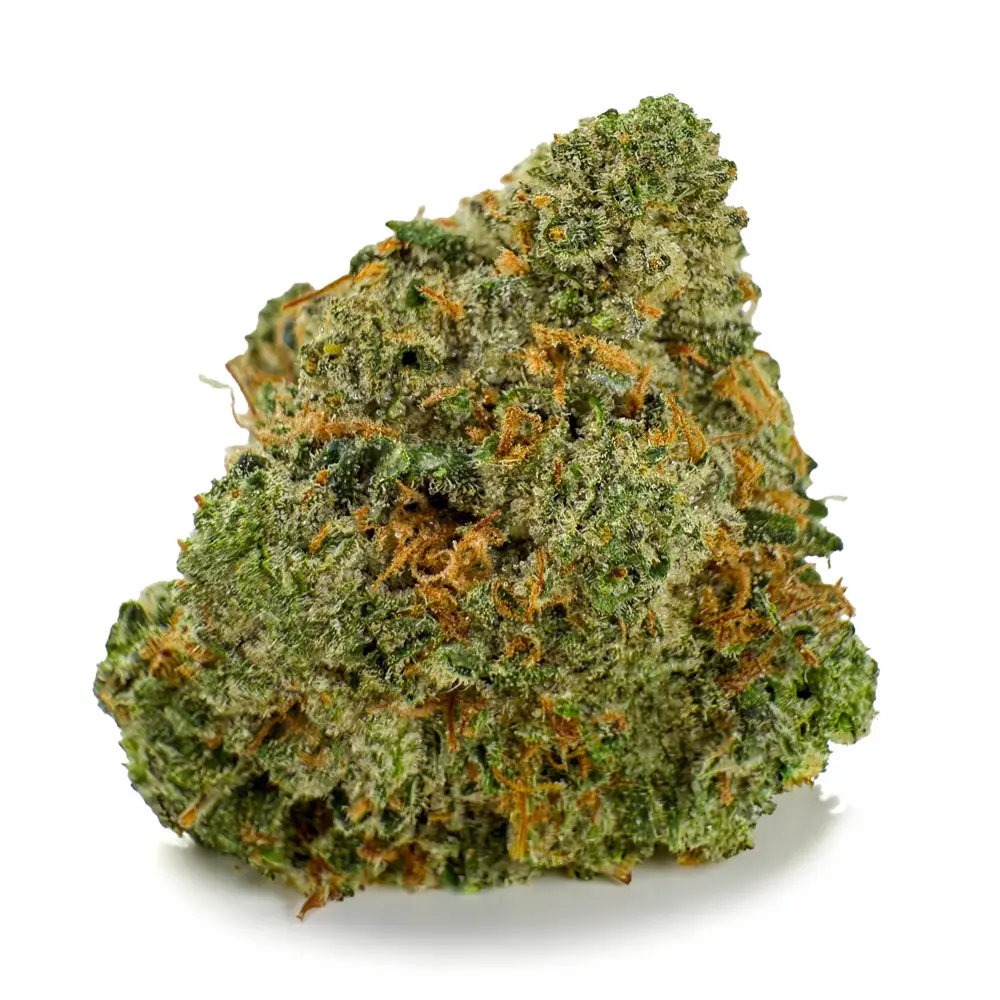 MK ULTRA at Fort York Cannabis